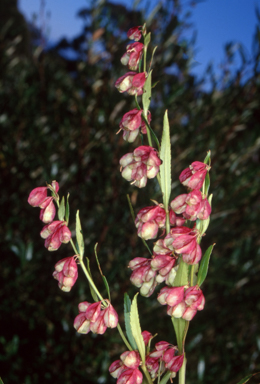 APII jpeg image of Haloragodendron baeuerlenii  © contact APII