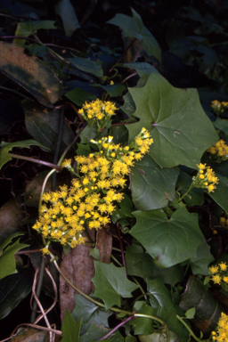 APII jpeg image of Delairea odorata  © contact APII