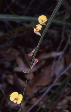 APII jpeg image of Bossiaea ensata  © contact APII