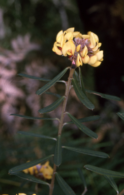 APII jpeg image of Pultenaea daphnoides  © contact APII