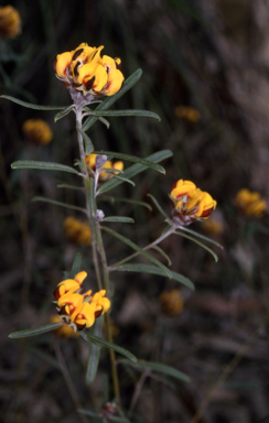 APII jpeg image of Pultenaea rosmarinifolia  © contact APII