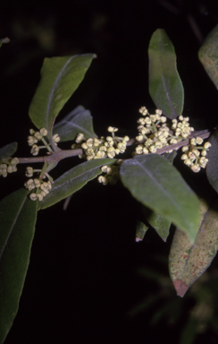 APII jpeg image of Notelaea longifolia f. longifolia  © contact APII