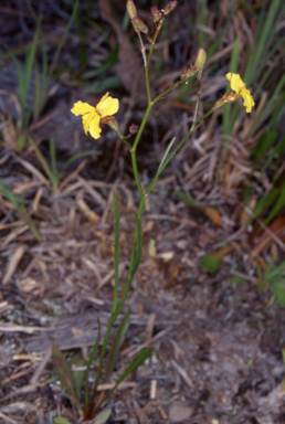 APII jpeg image of Goodenia paniculata  © contact APII
