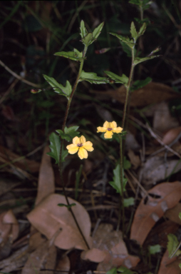 APII jpeg image of Goodenia heterophylla subsp. eglandulosa  © contact APII