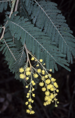 APII jpeg image of Acacia trachyphloia  © contact APII