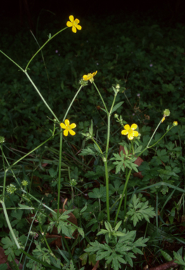 APII jpeg image of Ranunculus plebeius  © contact APII