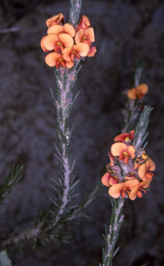 APII jpeg image of Dillwynia sericea  © contact APII