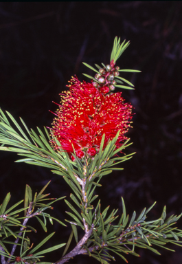 APII jpeg image of Callistemon subulatus  © contact APII