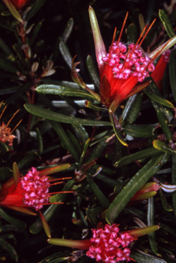 APII jpeg image of Lambertia formosa  © contact APII