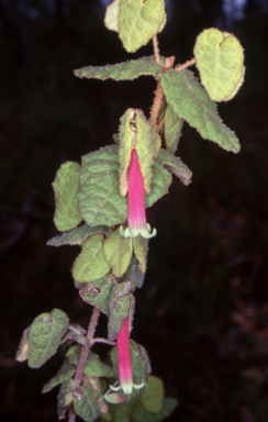 APII jpeg image of Correa reflexa var. reflexa  © contact APII