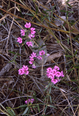 APII jpeg image of Mirbelia rubiifolia  © contact APII