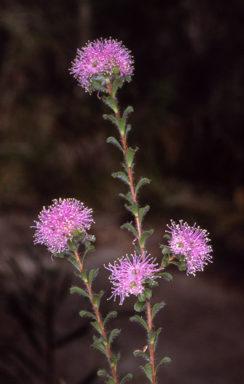 APII jpeg image of Kunzea capitata  © contact APII