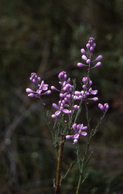 APII jpeg image of Comesperma ericinum  © contact APII