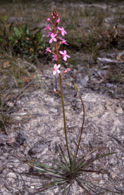 APII jpeg image of Stylidium graminifolium  © contact APII