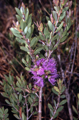 APII jpeg image of Melaleuca thymifolia  © contact APII