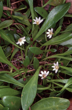 APII jpeg image of Goodenia radicans  © contact APII