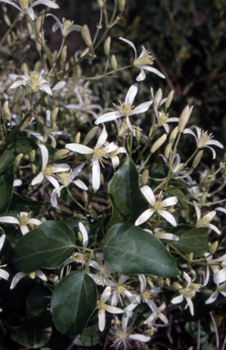 APII jpeg image of Clematis glycinoides  © contact APII