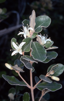 APII jpeg image of Correa alba var. alba  © contact APII