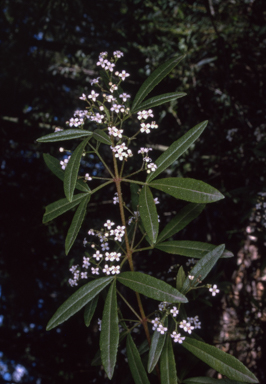 APII jpeg image of Zieria smithii  © contact APII