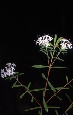 APII jpeg image of Pimelea linifolia subsp. linifolia  © contact APII
