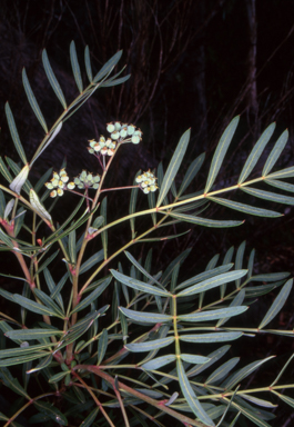 APII jpeg image of Polyscias sambucifolia subsp. Short leaflets  © contact APII
