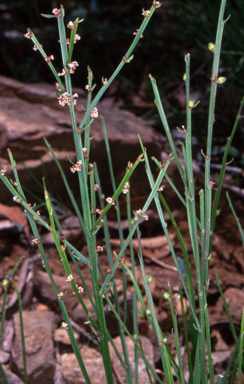 APII jpeg image of Amperea xiphoclada var. xiphoclada  © contact APII