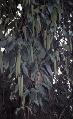 APII jpeg image of Parsonsia straminea  © contact APII