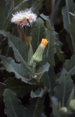 APII jpeg image of Actites megalocarpus  © contact APII