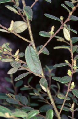 APII jpeg image of Bertya brownii  © contact APII