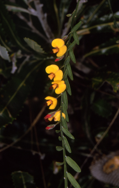 APII jpeg image of Bossiaea heterophylla  © contact APII