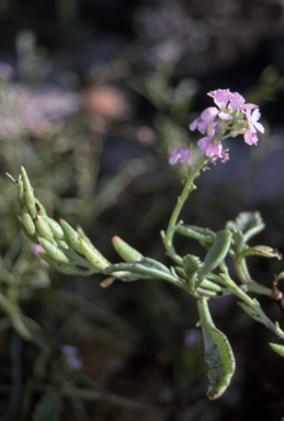 APII jpeg image of Cakile maritima  © contact APII