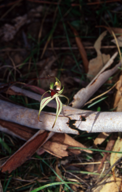 APII jpeg image of Caladenia phaeoclavia  © contact APII