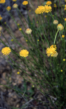 APII jpeg image of Calotis lappulacea  © contact APII