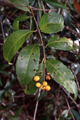 APII jpeg image of Celastrus australis  © contact APII