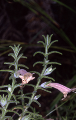 APII jpeg image of Chloanthes stoechadis  © contact APII