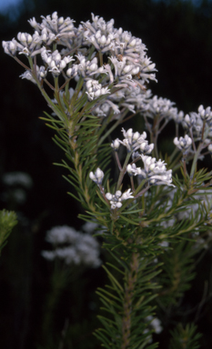 APII jpeg image of Conospermum taxifolium  © contact APII