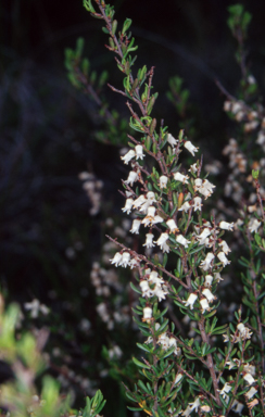 APII jpeg image of Cryptandra campanulata  © contact APII