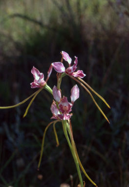 APII jpeg image of Diuris dendrobioides  © contact APII
