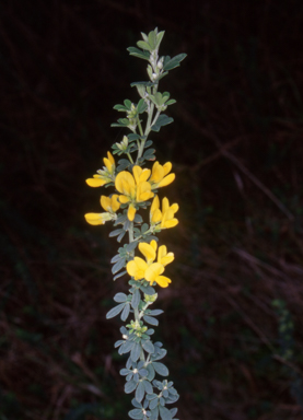 APII jpeg image of Genista monspessulana  © contact APII