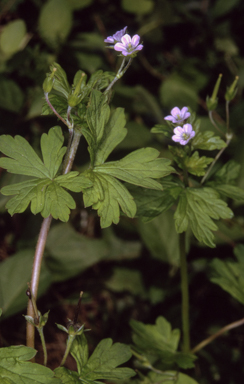 APII jpeg image of Geranium solanderi var. solanderi  © contact APII