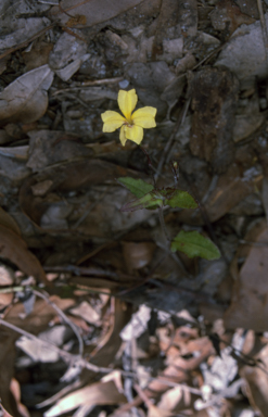 APII jpeg image of Goodenia heterophylla subsp. eglandulosa  © contact APII