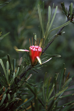APII jpeg image of Lambertia formosa  © contact APII