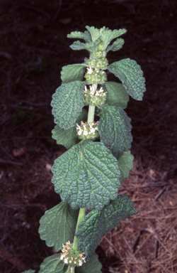 APII jpeg image of Marrubium vulgare  © contact APII