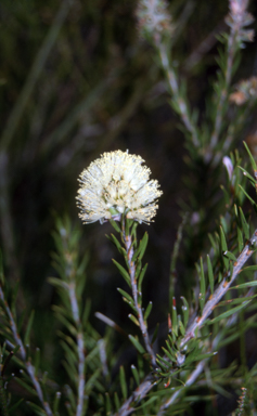 APII jpeg image of Melaleuca capitata  © contact APII