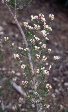 APII jpeg image of Micromyrtus sessilis  © contact APII