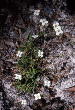 APII jpeg image of Mitrasacme polymorpha  © contact APII