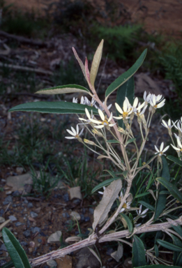 APII jpeg image of Olearia erubescens  © contact APII