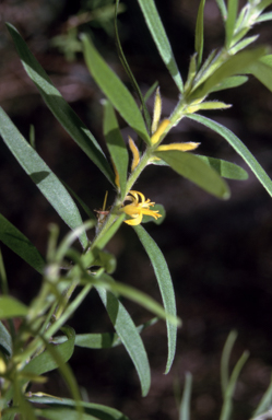 APII jpeg image of Persoonia linearis  © contact APII