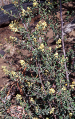 APII jpeg image of Pomaderris angustifolia  © contact APII