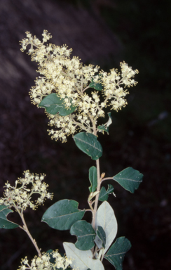 APII jpeg image of Pomaderris bodalla  © contact APII